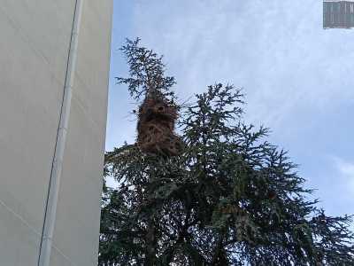 Entrambi prediligono nidificare su pini e in generale conifere...